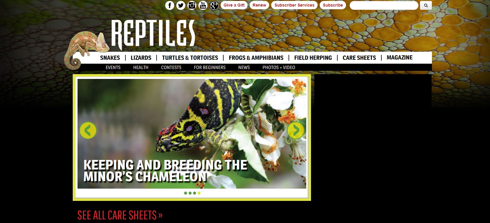 Reptiles