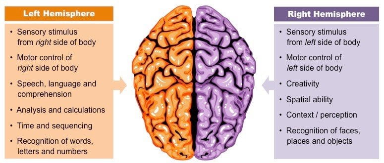 Funzione cerebrale 