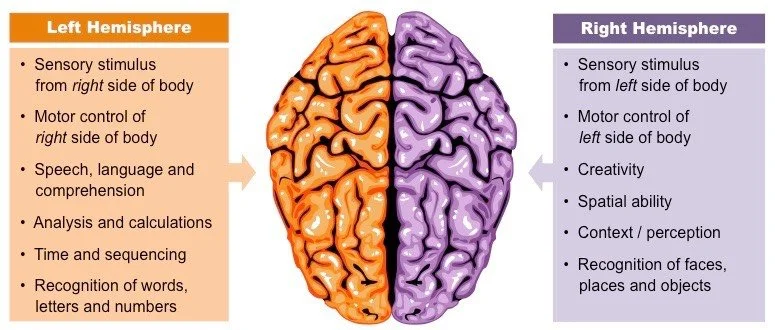 Brain function