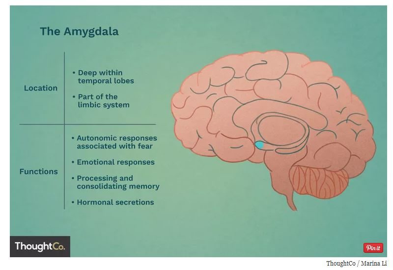 Amygdala function