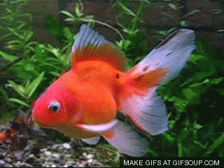 Goldfish 1
